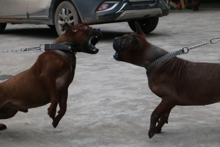 重庆川东猎犬俱乐部