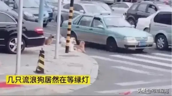 大连5只流浪狗过马路等红绿灯走斑马线网友：真有素质