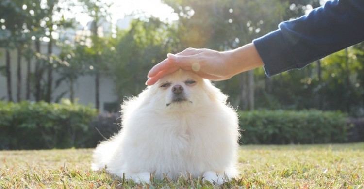 当你摸狗头在它眼里是这些意思