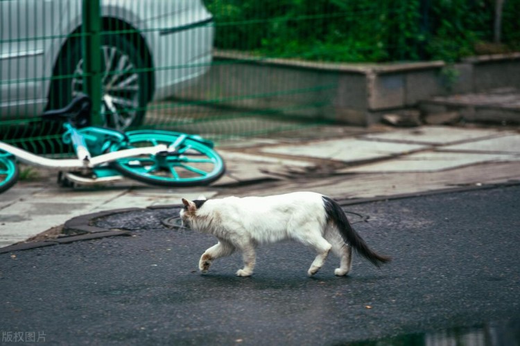 家养猫咪VS流浪猫咪：成长环境的差异对性格的影响