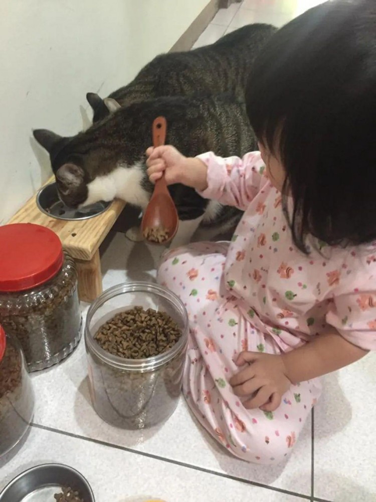 婆婆说猫食欲突然下降了女主急回家却看见碗中超大份量猫粮