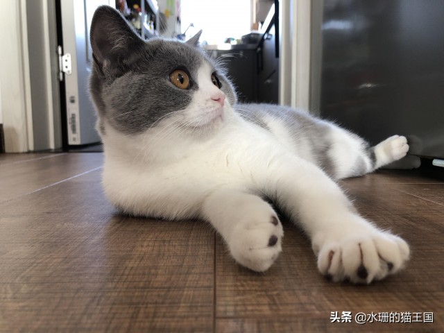 家里有一只慢性子的猫外号福慢慢