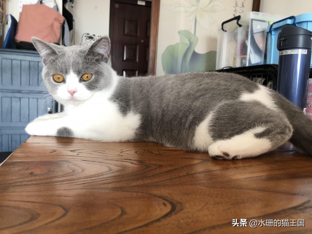 家里有一只慢性子的猫外号福慢慢