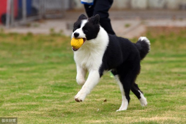 介绍犬种科普 边境牧羊犬(边牧)