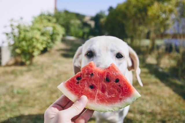 这些食物对狗狗来说也是很有帮助的！营养高且便宜