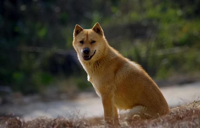 城市禁养犬种已公布自查一下你家狗狗是不是中招了