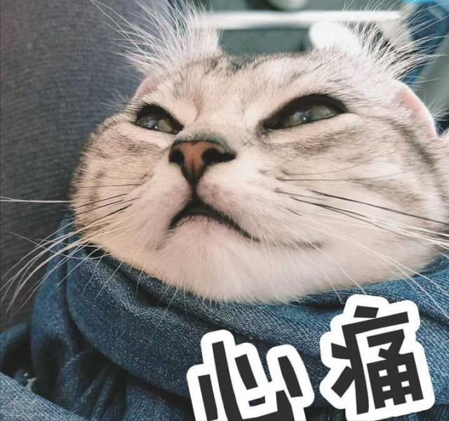 美国短毛猫太瘦怎么办？