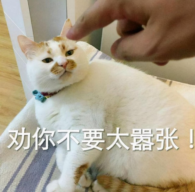 猫咪中哈士奇，这些猫咪，分分钟就会气到你的“拆家能手”