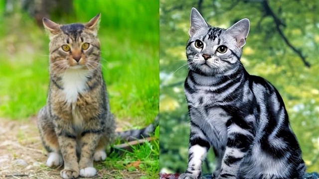 进口本地“狸花猫”VS“美短猫”，哪一个更好？