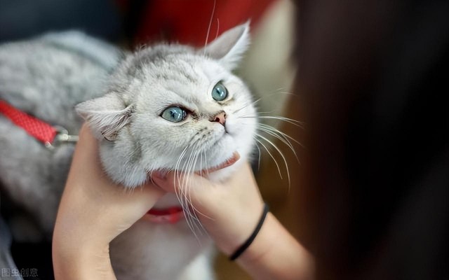 猫咪的这几种表现其实是在认错很多人都不知道！