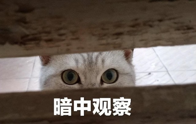 猫咪的这几种表现其实是在认错很多人都不知道！