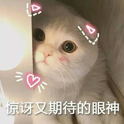 猫咪一定要看：5款热门猫粮评价，选粮不迷茫