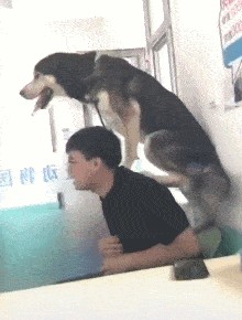 养一只大型犬是什么体验看看网友怎么说：有点快乐也有点累