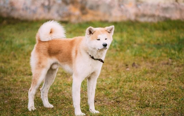 为什么狗中的贵族秋田犬，各方面都比不上柴犬？这些都是主要原因