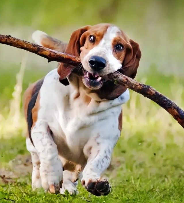 探秘巴吉度猎犬：一只追逐猎物的顶尖猎犬！