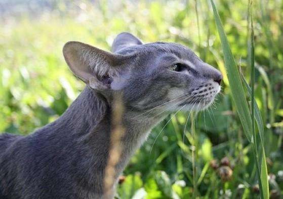 它虽然长的不像猫但它的确是只猫东方短毛猫﻿