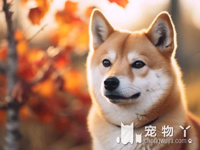 萨摩耶犬的国家来源？