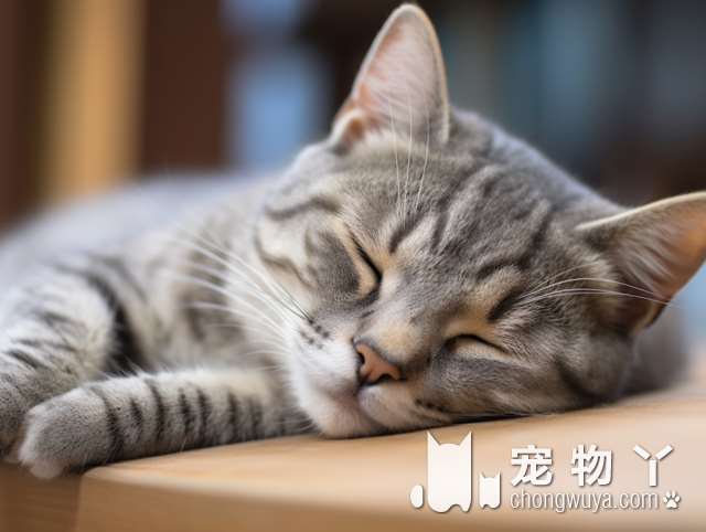 重庆柚子猫舍，买猫适合宠物店吗?