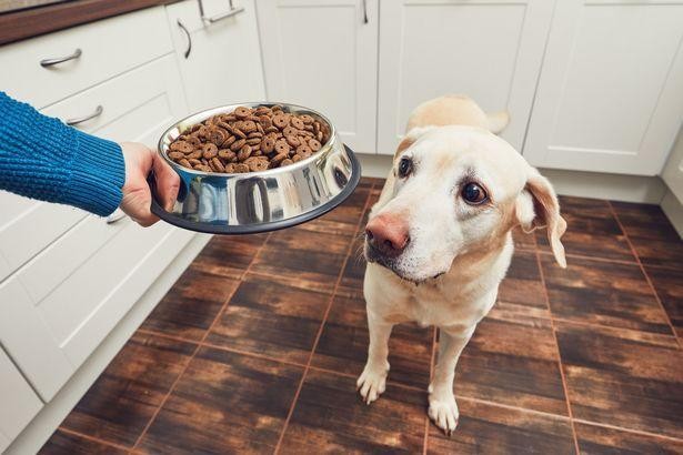 小狗什么时候能换狗粮？不同的狗品种有不同的换粮时间