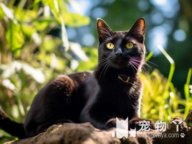 无锡派多格宠物怎样给猫咪洗澡?